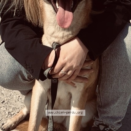 Photo de chien perdu à Valognes