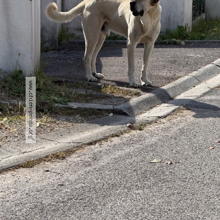 Photo 1/1 Chien trouvé Trouvé à Les issambres
