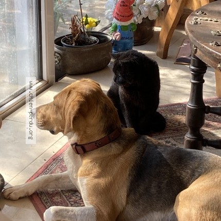 Photo de chien perdu à Le Luc