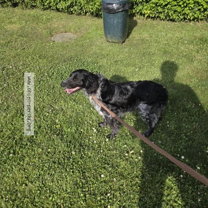 Photo 1/1 Chien trouvé Trouvé à Vulbens
