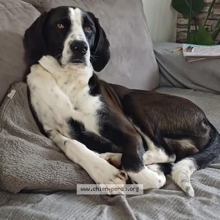 Photo de chien perdu à 33370 Salleboeuf