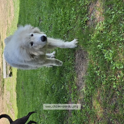 Photo de chien perdu à Cudos