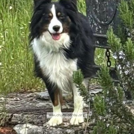 Photo de chien perdu à Gannay Sur Loire