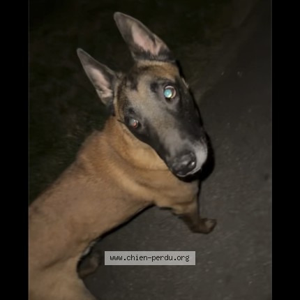 Photo 1/1 Chien trouvé Trouvé à Villejuif