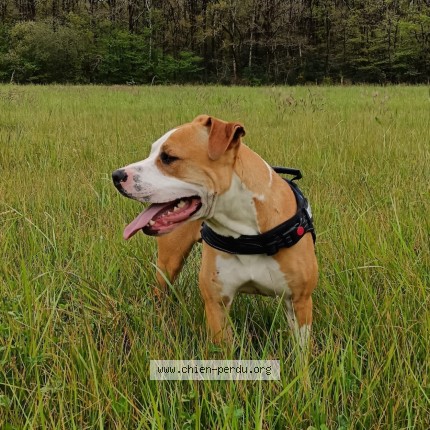 Photo 1/1 Marley Chien perdu à La Marne