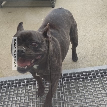 Photo de chien trouvé à Nort Sur Erdre