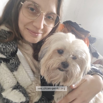 Photo 1/1 tivine Chien perdu à Fontenay Le Comte