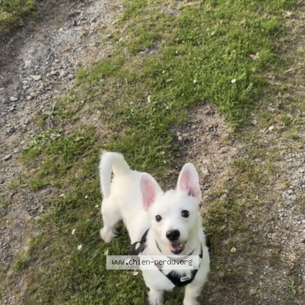Photo 1/1 ulysse Chien perdu à Biarritz Anglet