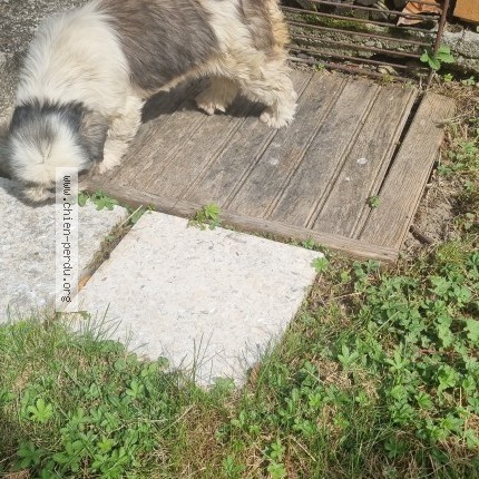 Photo 1/1 Chien trouvé Trouvé à Revel