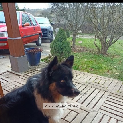 Photo 1/1 Chocolat Chien perdu à Pontaumur