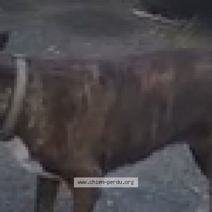 Photo 1/1 Ghetta Chien perdu à Bordeaux