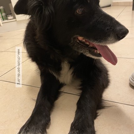Photo 1/1 Chien trouvé Trouvé à Menton