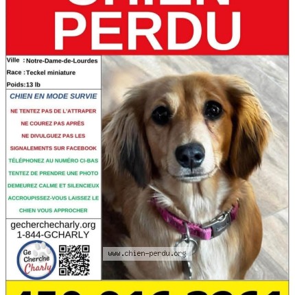Photo 1/1 Rosie Chien perdu à Lourdes De Joliette