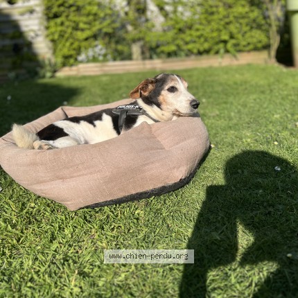 Photo 1/1 lewis Chien perdu à Yvetot