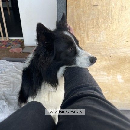 Photo 1/1 Chien retrouvé Perdu à Villefranque