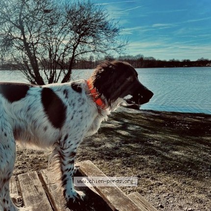 Photo 1/1 Snoopy Chien perdu à Buxieres D Aillac