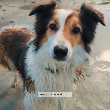 Photo 1/1 Chien retrouvé Perdu à Ambazac