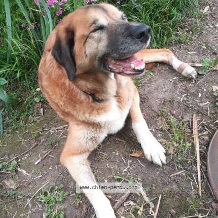 Photo 1/1 Kiro Chien perdu à Montauban