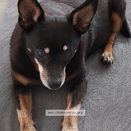 Photo 1/1 Sushie Chien perdu à Loos
