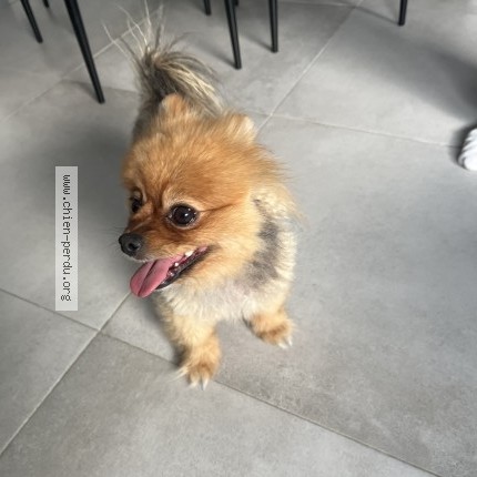 Photo 1/1 Chien trouvé Trouvé à Sainte Genevieve Des Bois