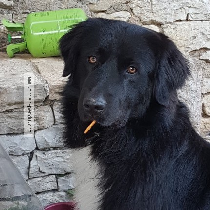 Photo 1/1 Chien retrouvé Perdu à Beaumotte Aubertans