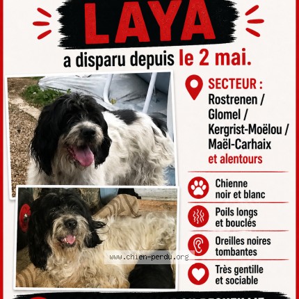Photo 1/1 laya Chien perdu à Kergrist Moelou