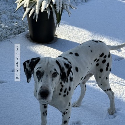 Photo 1/1 Jazz Chien perdu à Osny