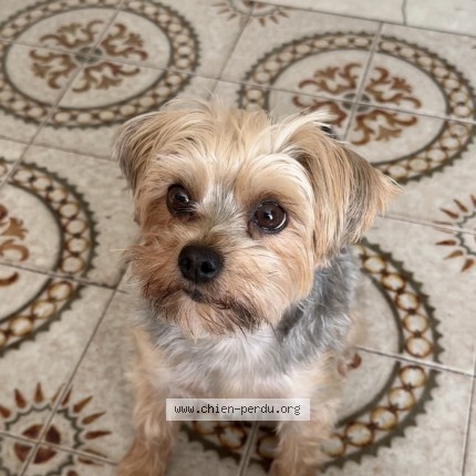 Photo 1/1 Chien retrouvé Perdu à Montreal Nord