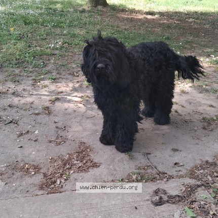 Photo 1/1 Chien retrouvé Perdu à Conflans Sur Loing