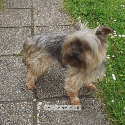 Photo 1/1 Chien trouvé Trouvé à Waziers