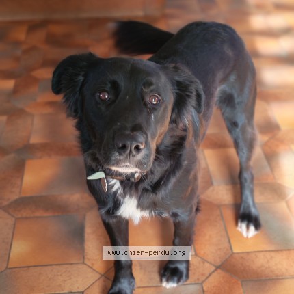 Photo de chien perdu à Ytrac