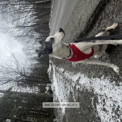 Photo 1/1 Edna Chien perdu à Mont Tremblant