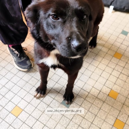 Photo de chien trouvé à Realville