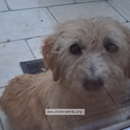Photo 1/2 Chien retrouvé Trouvé à Auberives Sur Vareze