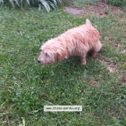 Photo 2/2 Chien retrouvé Trouvé à Auberives Sur Vareze