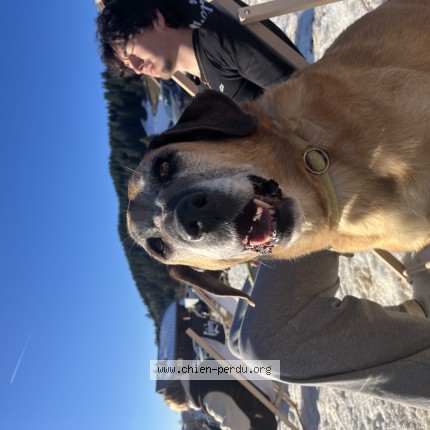 Photo de chien perdu à Seysses