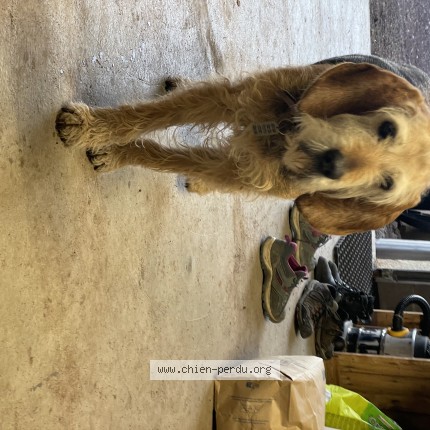 Photo de chien perdu à Cussac Sur Loire