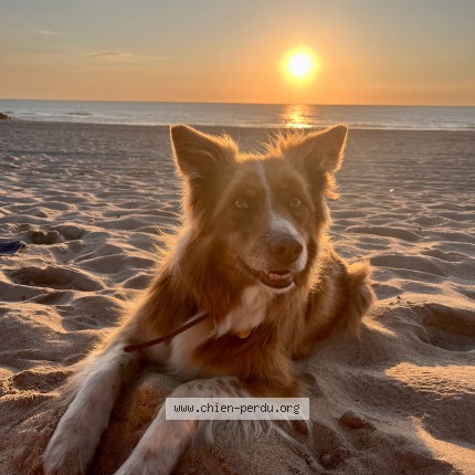 Photo de chien perdu à Mazeres Lezons