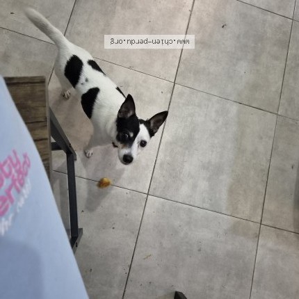 Photo 1/1 Chien trouvé Trouvé à Marseille