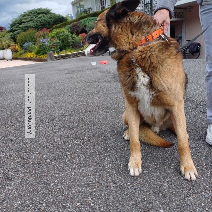 Photo 1/1 Chien retrouvé Trouvé à Grignon