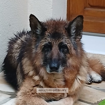 Photo 1/1 Chien trouvé Trouvé à Lagarrigue