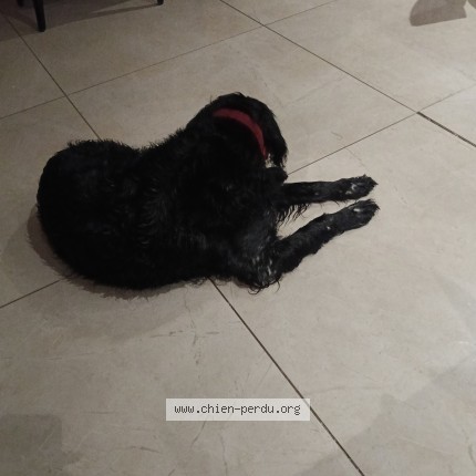 Photo 1/1 Chien trouvé Trouvé à Chateaubriant