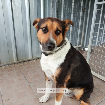 Photo 1/1 Chien retrouvé Trouvé à Angoulins