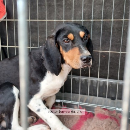 Photo 1/1 Chien trouvé Trouvé à Verlhac Tescou