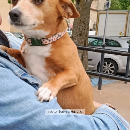 Photo 1/1 Bella Chien perdu à Milhaud