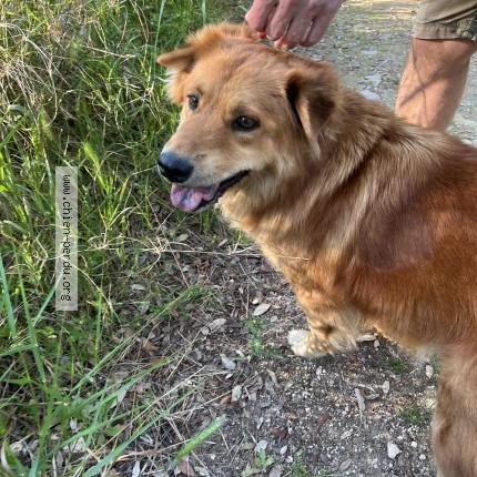 Photo 1/1 Chien trouvé Trouvé à Fontvieille
