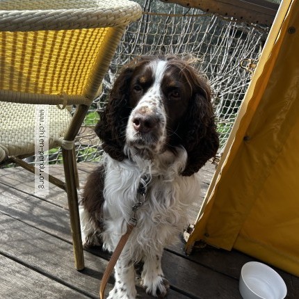 Photo de chien perdu à Luynes
