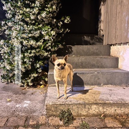Photo 1/1 Chien retrouvé Trouvé à Bordeaux