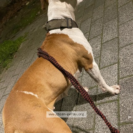 Photo 2/2 Princesse Chien perdu à Drancy