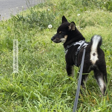 Photo 1/1 Yuta Chien perdu à Torcy